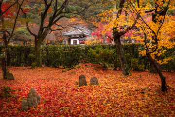 View of vibrant, fiery maple leaves blanketing the garden floor leading to a traditional temple amidst the trees, Kyoto, Kyoto, Japan.
