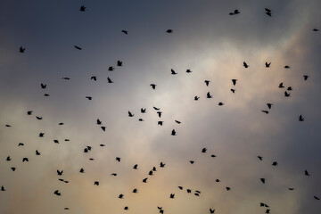 A dramatic flock of birds soars against a moody, colorful sky, capturing freedom and nature’s beauty in a stunning atmospheric scene.