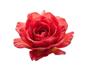 Vibrant Red Flower Petals Against A Soft on White Background Creating A Delicate Floral Arrangement top view
