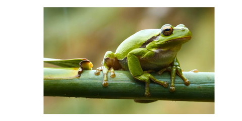 green tree frog