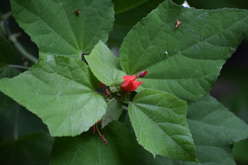 red bug on a green leaf