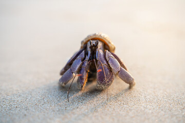 Close-up of a purple hermit crab with striped shell on sandy beach. Detailed texture and natural colors perfect for wildlife, marine, and coastal nature themes.