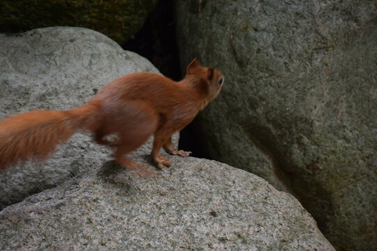 chipmunk on the rock