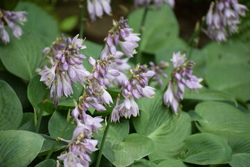 lilac flowers in the garden