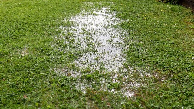 Waterlogged Grass Lawn After Heavy Rainfall or Pool Drainage Creating Backyard Flooding
