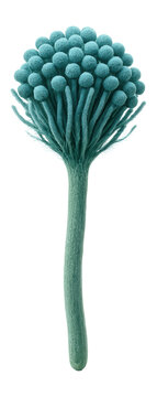 Penicillium spore with brush-like conidiophore and blue-green pigmentation