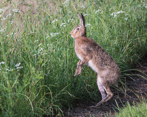 Hase aufehtstehend auf den Hinterläufen