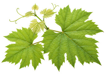 Fresh Green Vine Leaves Isolated