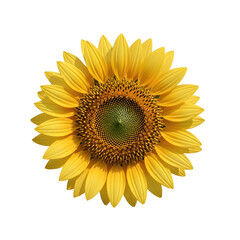 Fototapeta premium Radiant sunflower head isolated on black