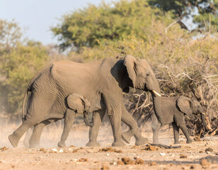 Fototapeta premium A majestic close-up of an elephant captured in cinematic style, emphasizing the texture of its wrinkled skin, soulful eye, and sheer presence in its natural habitat.