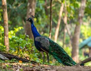 Naklejka premium A stunning photorealistic portrait of a majestic peacock standing gracefully with vibrant plumage. Perfect for wildlife art, nature photography, and editorial projects.