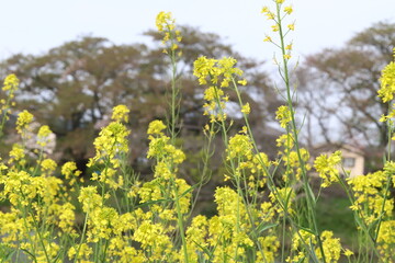 日本の春の野原に咲く黄色い菜の花の風景