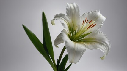 Obraz premium White lily in full bloom against soft gray background: elegance and serenity