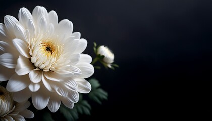 white chrysanthemum flowers on dark background n funeral condolence and sympathy card