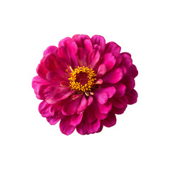 Fuchsia pink zinnia flower isolated on a transparent background, in a PNG format