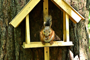 A wild squirrel sits in a bird feeder and eats a nut.
