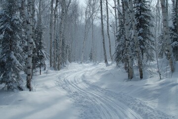 Fototapeta premium Snowy trail winds through birch trees