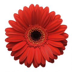 Vibrant red gerbera daisy with dark center and yellow accents flower bloom