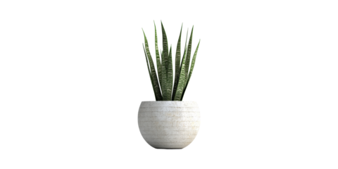 Potted Snake Plant. Indoor Air Purification And Modern Home Decor Isolated On Transparent Background