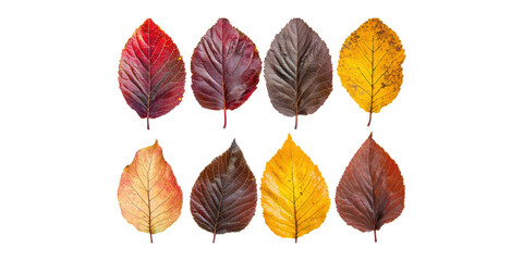 Autumn Leaves Collection. Seasonal Foliage Display For Nature And Botanical Themes Isolated On Transparent Background