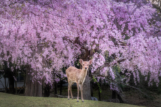 View of a deer stands gracefully beneath a weeping cherry tree bursting with delicate pink blossoms, creating a serene and enchanting scene, Nara, Nara, Japan.
