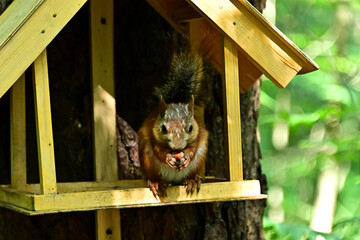 A wild squirrel sits in a bird feeder and eats a nut.