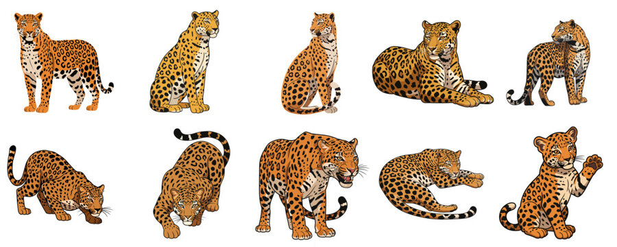 Additional set of vector leopards isolated in dynamics, statics, different angles - sitting, sneaking, lying, sleeping, leopard cub, isolated poses for wildlife education, graphic projects 