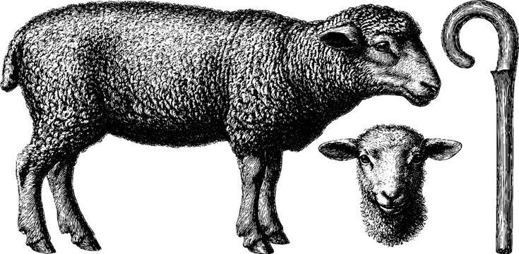 Vintage engraved illustration of shepherd's sheep and crook design for prints