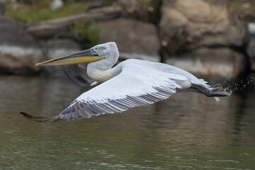 Krauskopfpelikan im Flug