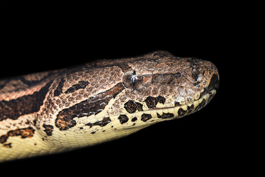 Dumeril's boa - Acranthophis dumerili (adult female, family Boidae)