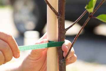 Tying up garden trees. A gardener ties a newly planted tree to a stake with rope to prevent it from breaking. The tape supports the tree trunk, ensuring its proper growth. Close-up.