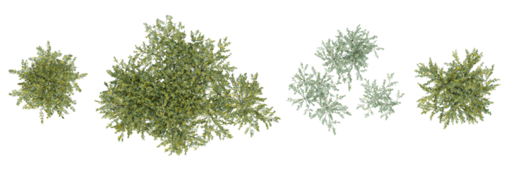 Top view of 3d plant of olea europaea on transparent background