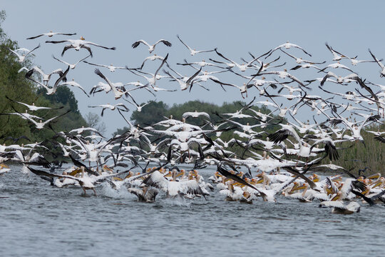 gro&szlig;er Schwarm von Rosapelikanen im Donaudelta