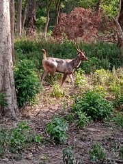 Deer in Jungle