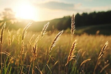 Obraz premium Gentle breeze over quiet field of tall grass swaying in the sunlight nature landscape tranquil outdoor environment serene viewpoint