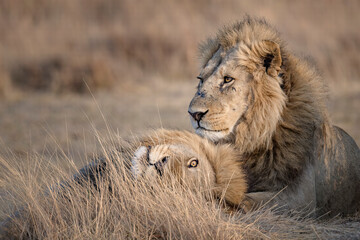 Discover Kin, a fine art wildlife photograph capturing the intimate bond between two male lions. A soulful moment of connection and quiet strength in the wild, by Brian Divelbiss Photography.