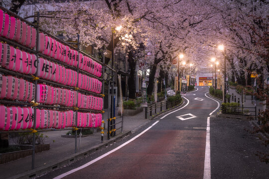 View of a serene street lined with cherry blossom trees and illuminated by lanterns, creating a magical ambiance, Tokyo, Tokyo, Japan.
