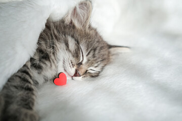 Tiny tabby kitten is sound asleep under soft white blanket with small red heart resting near its nose, evoking love and affection