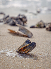 Blue mussel on a beach in Westerland, Sylt