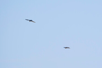 Swallows flying in the blue sky, a summer scene
