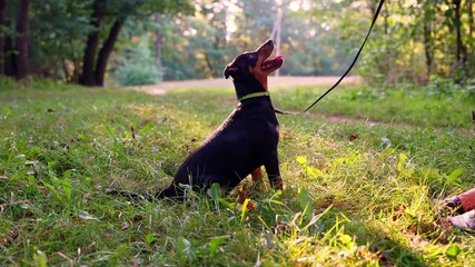 Unrecognizable animal trainer play with smart cheerful pet Deutscher Jagdterrier dog outside during summertime. Terrier carries out the command BARK on grass lawn during summer. Pet humanization