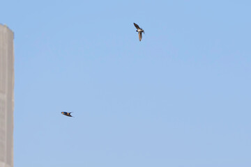 Swallows flying in the blue sky, a summer scene