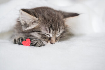 Cute tabby kitten is fast asleep on soft white surface with small red heart resting gently near its nose, conveying tenderness and love