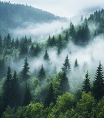 A misty fir forest is seen from above with sunlight glowing through the fog at sunrise, creating a scenic and dreamy natural landscape