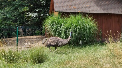 pheasant on the grass