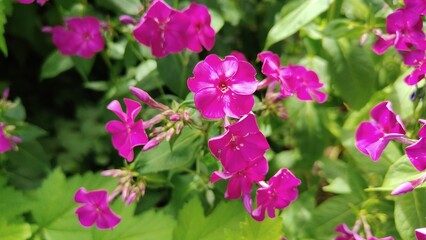 Obraz premium pink flowers in the garden