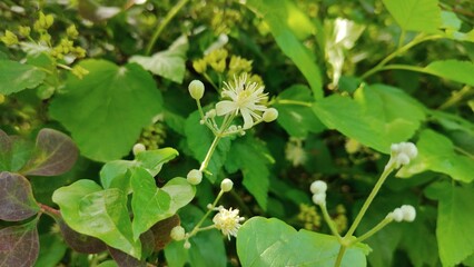 Obraz premium flower in the garden