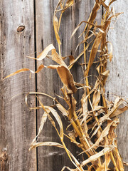 Dried corn stalks against a weathered wooden barn wall