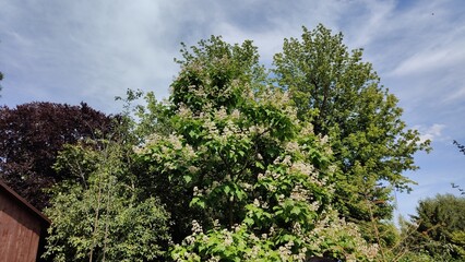 a view of a green field with a tree