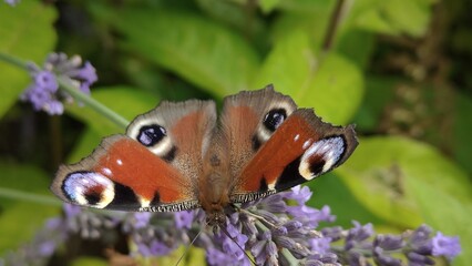 painted lady butterfly